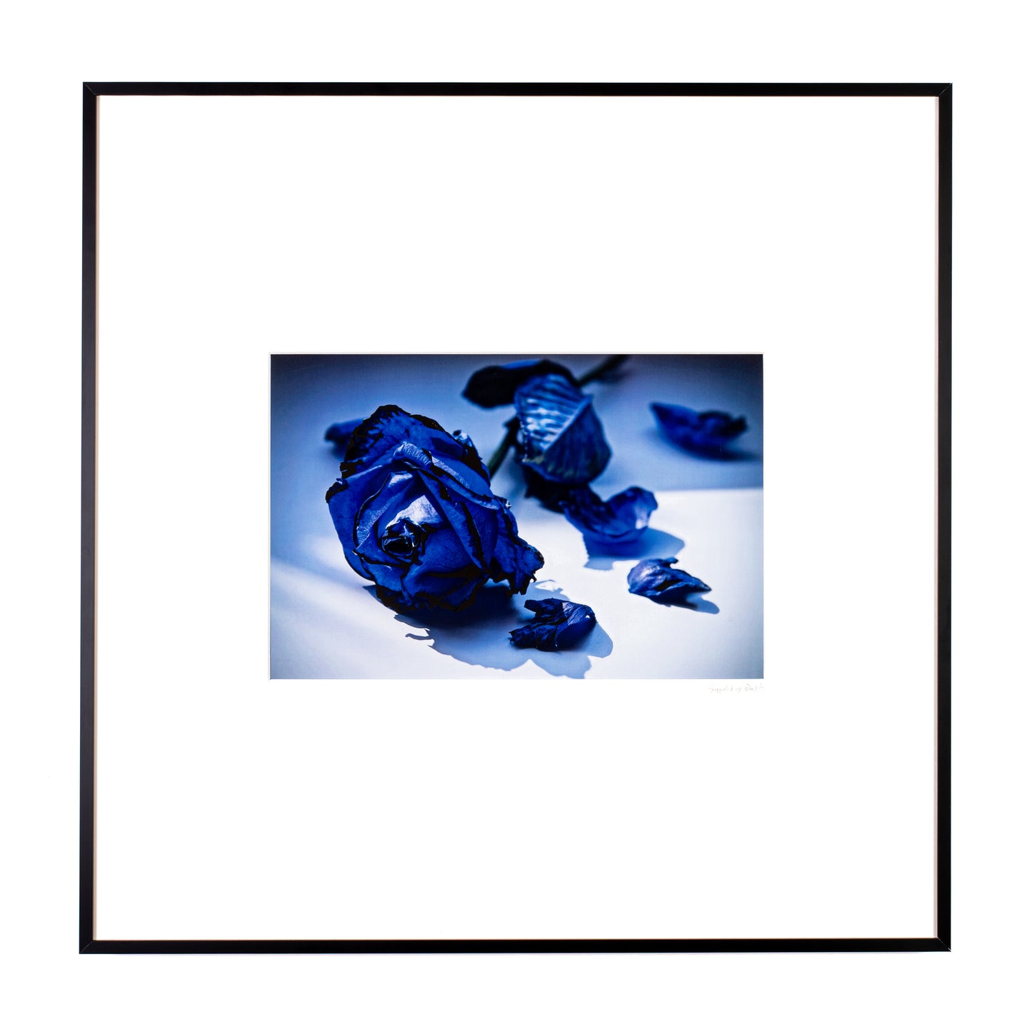 Blue Rose