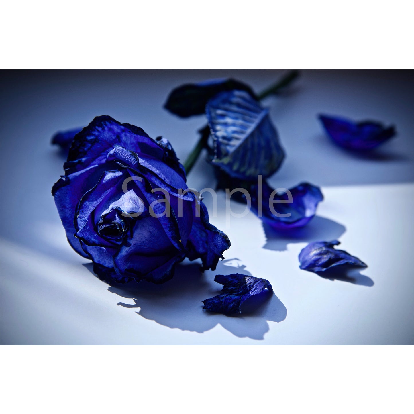 Blue Rose