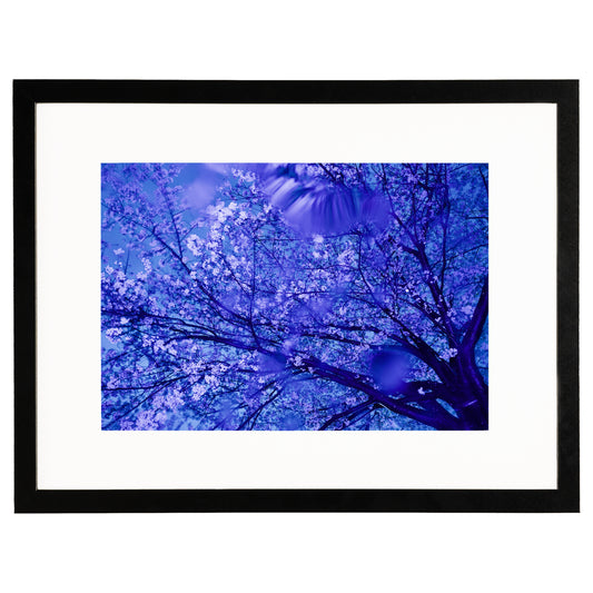 Blossoms In The Night (A3)