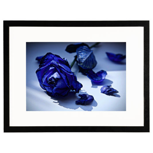 Blue Rose (A3)