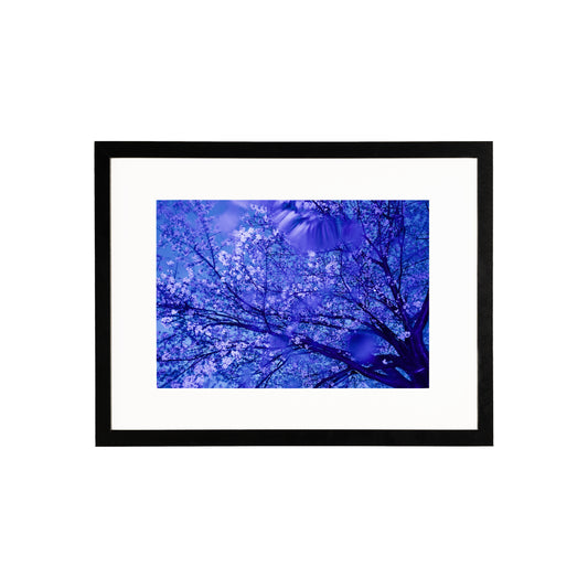 Blossoms In The Night (A4)