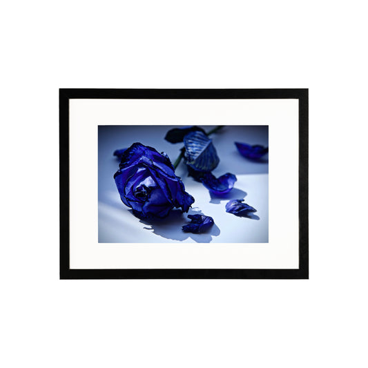 Blue Rose (A4)