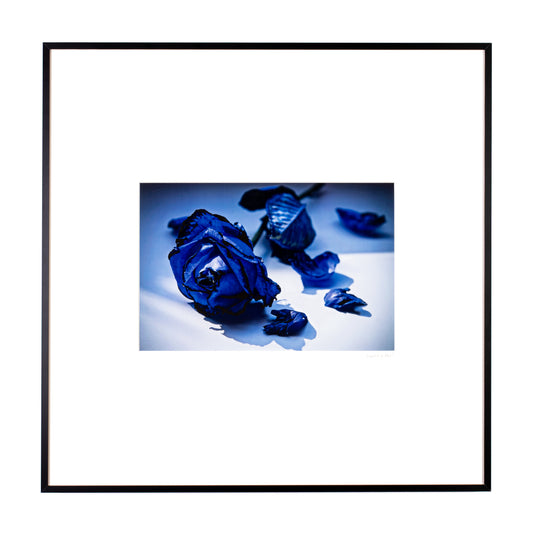 Blue Rose