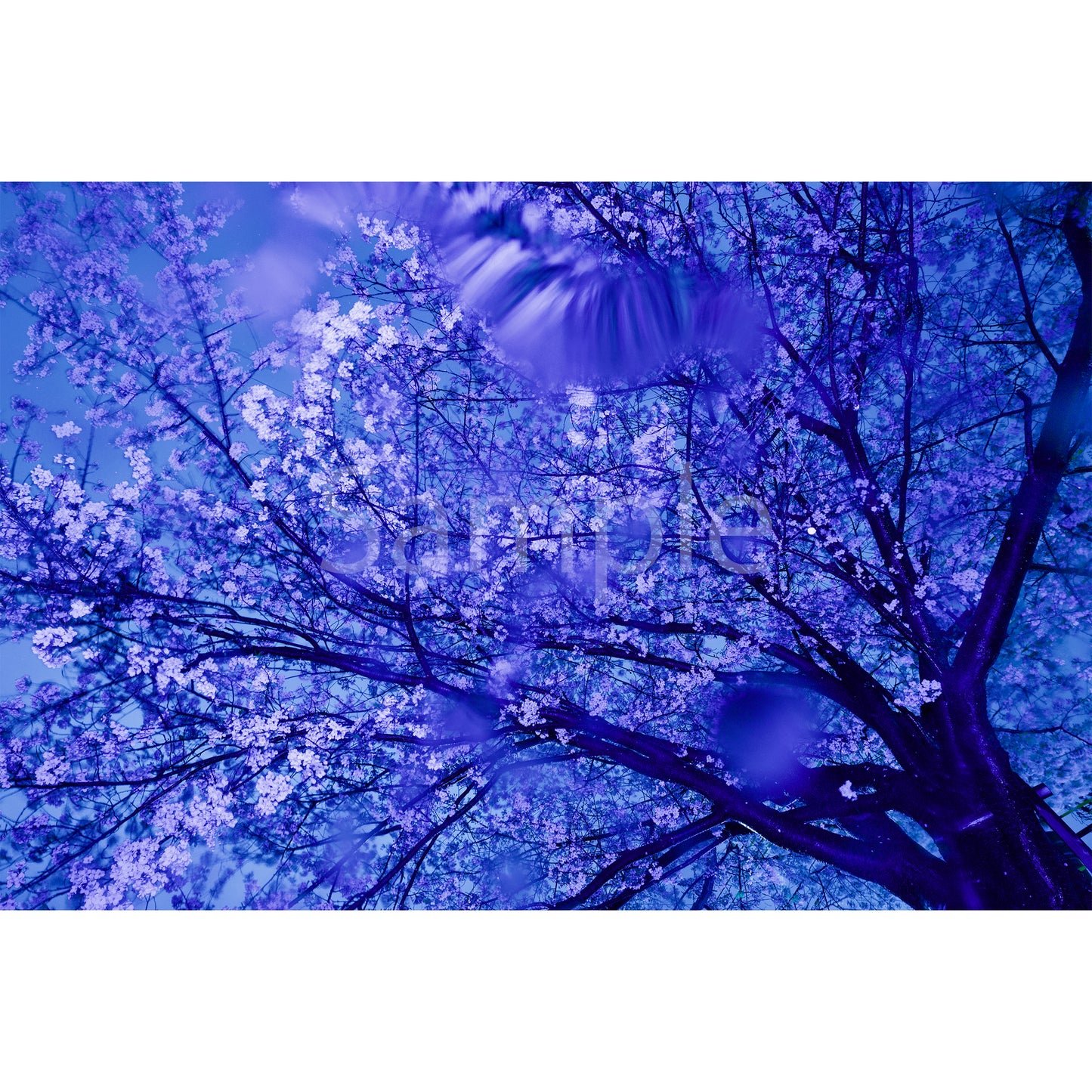 Blossoms In The Night (A3)